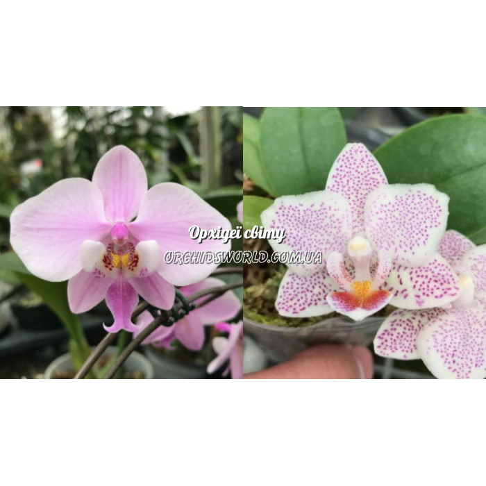 Фаленопсис (Schilleriana x Tying Shin Jungle)