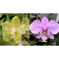 Phal. Gigantea alba × Schilleriana