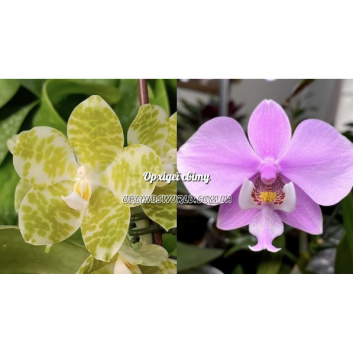 Фаленопсис (Gigantea alba × Schilleriana)