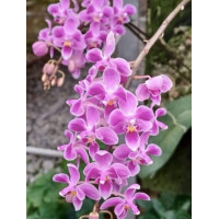 Phal. Silbergrube Pink Party