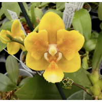Phal. Yaphon Perfume Yellow метелик