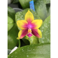 Phal. Yaphon Yellow Queen