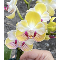 Phal. Minion бабочка