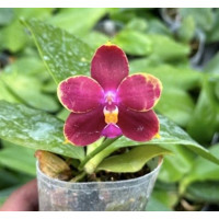 Phal. Zheng Min Anaconda x (Yaphon Nicegirl x Bellina)