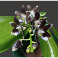 Phal. Tetraspis Coffee Dark Roast