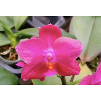 Phal. Mahalo