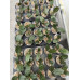 Фаленопсис (Tetraspis Сoffee × Schilleriana)