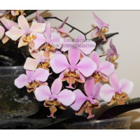 Phal. Stuartiana x Schilleriana 1,7