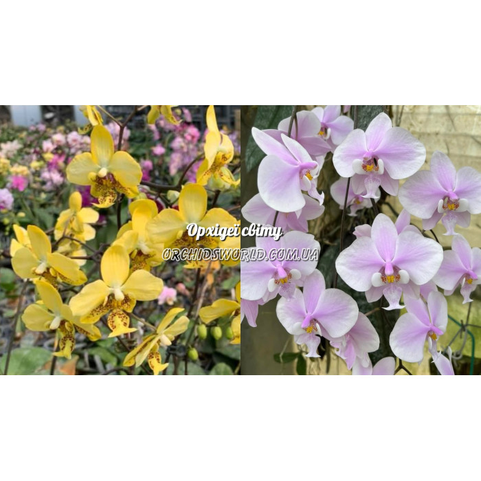 Фаленопсис (Stuartiana yellow × Schilleriana)