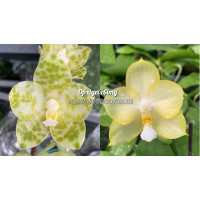 Phal. Gigantea Alba x Yaphon Love Song Flava