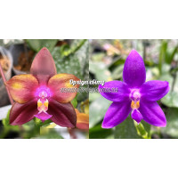 Phal. LD Emerald Dragon x (KS Blue Luedde х KS Samera)