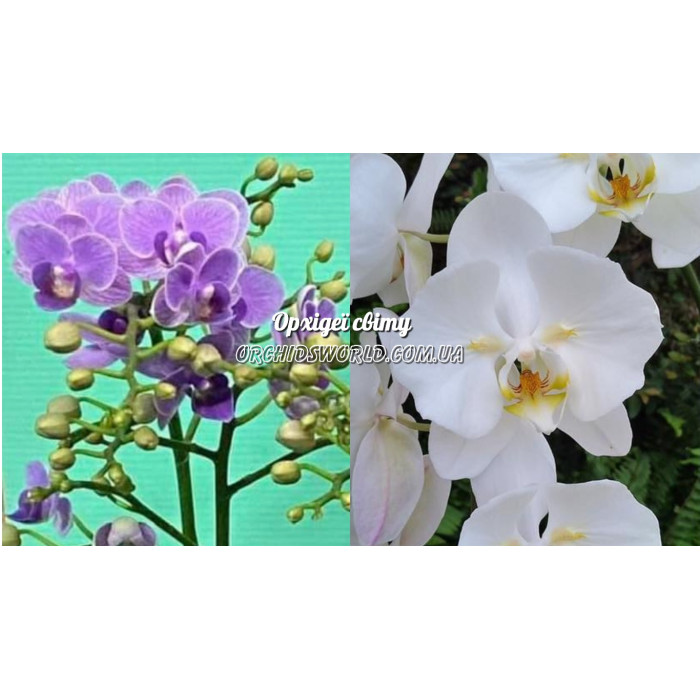 Фаленопсис (Sogo Viven Blue x Sogo Yukidian метелик)