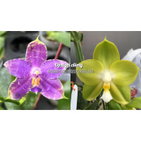 Phal. Yaphon Blue Jewel Blue x (KS Happy Eagle x Yaphon Skype) Green