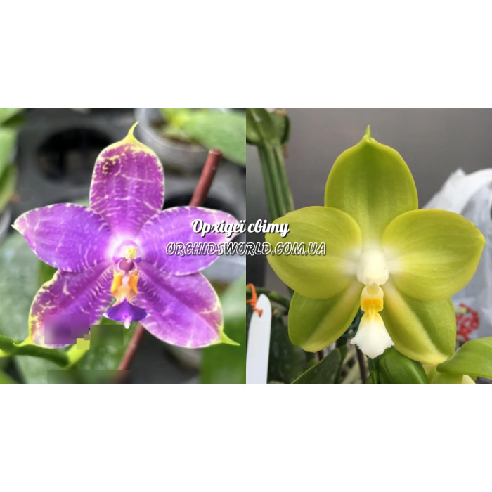 Фаленопсис (Yaphon Blue Jewel Blue x (KS Happy Eagle x Yaphon Skype) Green)