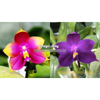 Phal. Hawaii Dragon Girl x Yaphon Blue Bird 