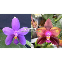 Phal. Violacea Blue x LD Emerald Dragon 
