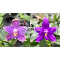 Phal. Yaphon Blue Jewel x (KS Samera x KS Blue Luedde)