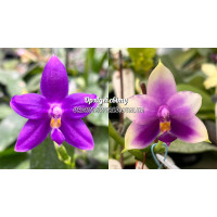 Phal. (KS Samera x KS Blue Luedde) x Samera Blue