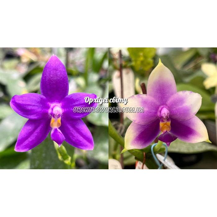 Фаленопсис ((KS Samera x KS Blue Luedde) x Samera Blue)