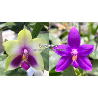 Phal. Bellina Blue x (KS Samera x KS Blue Luedde)