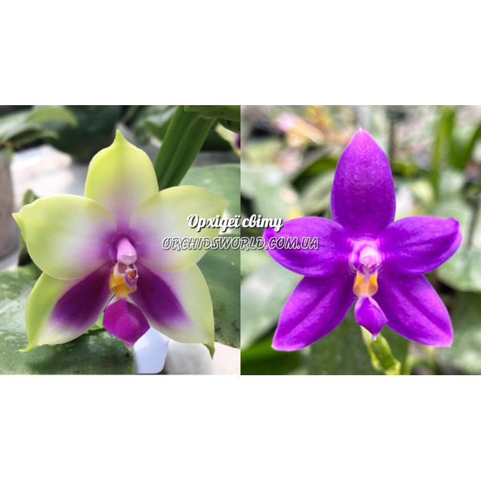 Фаленопсис ((Bellina Blue x (KS Samera x KS Blue Luedde))