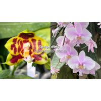 Phal. Miro Tycoon Miro x Schilleriana 