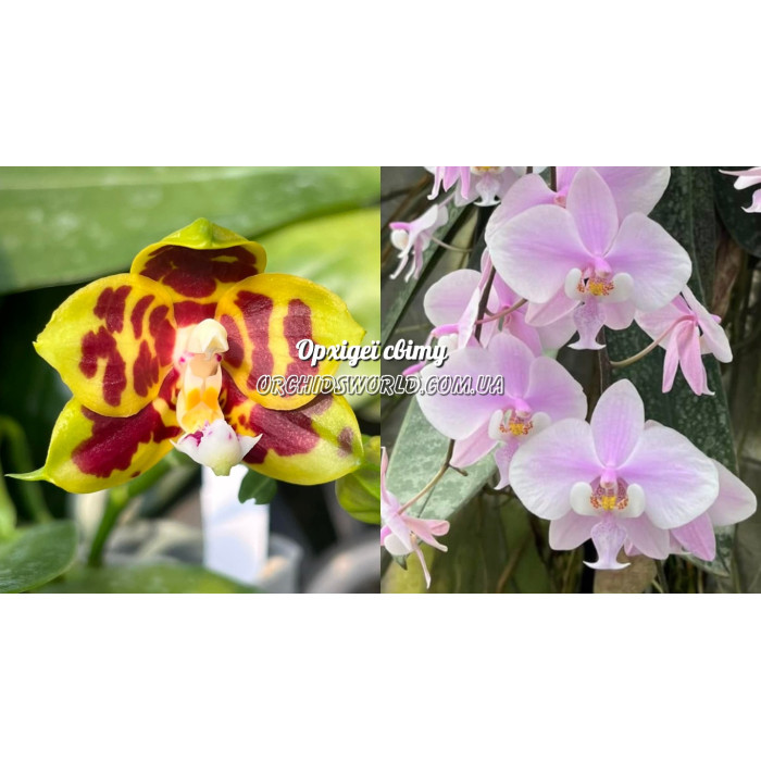 Фаленопсис (Miro Tycoon Miro x Schilleriana)
