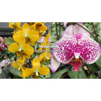 Phal. Stuartiana Yellow x Mei Dar Prince King 