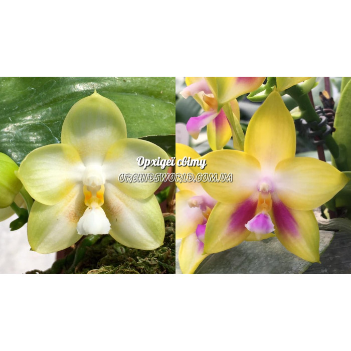 Фаленопсис ((Yungho Gelb Canary x Zheng Min Muscadine) Eyes)