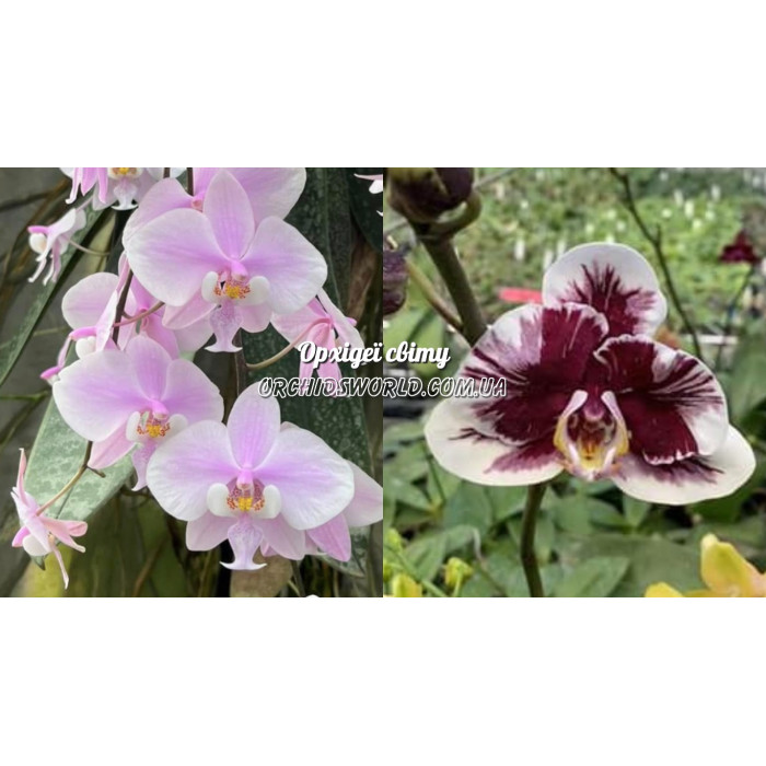 Фаленопсис (Schilleriana x Voo Doo)
