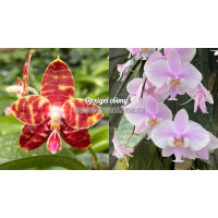 Phal. Yaphon Nicegirl x Zheng Min Tyrannosaurus) x Schilleriana 