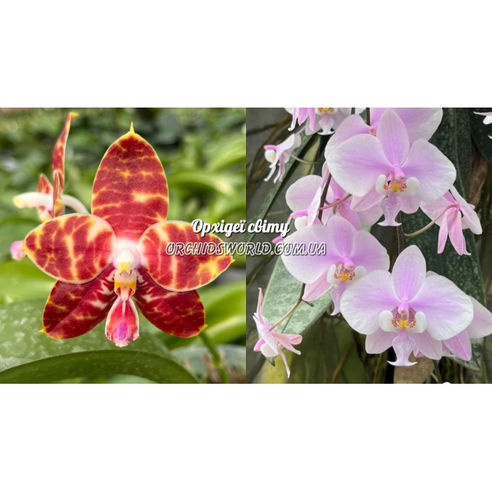 Фаленопсис ((Yaphon Nicegirl x Zheng Min Tyrannosaurus) x Schilleriana)
