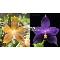 Phal. Lucien Mugato Coffee Blue Lip x Violacea Indigo 