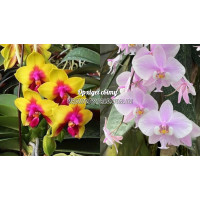 Phal. LDs Bear Queen C.T.L x Schilleriana 