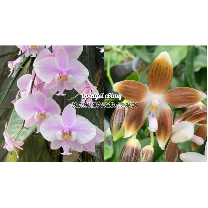 Фаленопсис (Schilleriana x Speciosa Coffee)