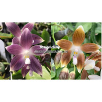 Phal. Speciosa Blue x Speciosa Coffee 