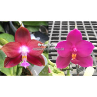 Phal. LDs Bear King Red x (Samera x Singher Pure Love) 