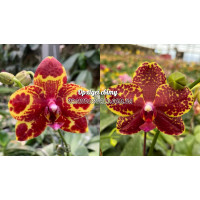 Phal. GW Green World x Salus Spot 
