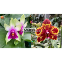 Phal. Bellina x GW Green World 