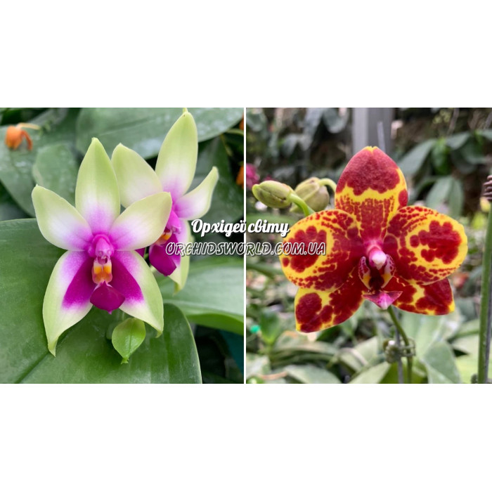 Фаленопсис (Bellina x GW Green World)