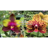 Phal. (KS Happy Eagle x LDs Bear Queen) x Haur jhih Princess