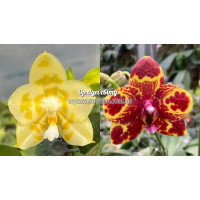 Phal. Yaphon Love Song (970) x GW Green World