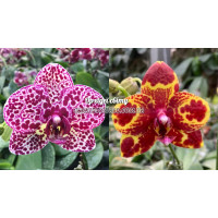 Phal. Lioulin Wildcat x GW Green World