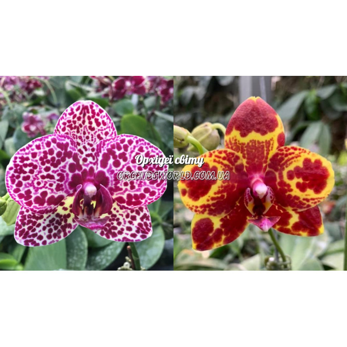 Фаленопсис (Lioulin Wildcat x GW Green World)