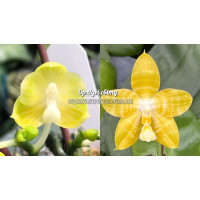 Phal. Javanica Alba x Yaphon Goodness 