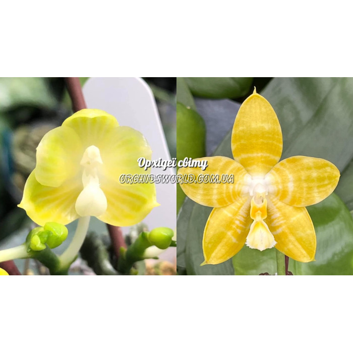 Фаленопсис ( Javanica Alba x Yaphon Goodness)