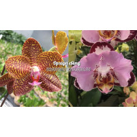 Phal. (Mituo King x Gigantea) x Fangmei Black Piano метелик 