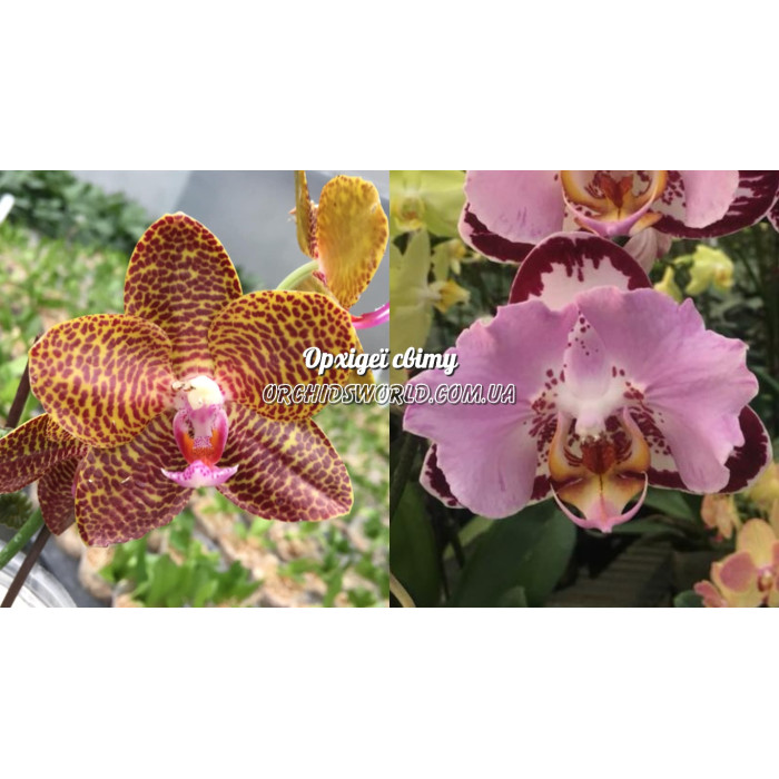 Фаленопсис ((Mituo King x Gigantea) x Fangmei Black Piano метелик)