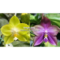 Phal. (Yaphon Skype x KS Happy Eagle) x Mituo Blue Bear M-5