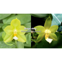 Phal. Shye Lih Evergreen x Yaphon Green Energy 